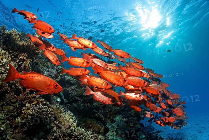 Shoal of common bigeye