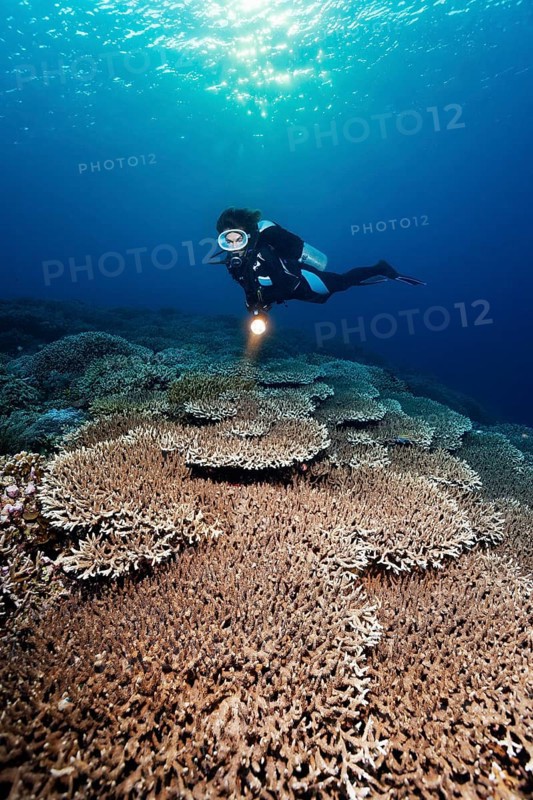 Diver with light looking at reef top densely covered with Acropora stony coral table coral