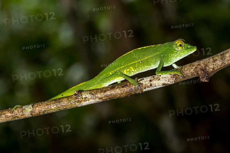 Marojejy chameleon