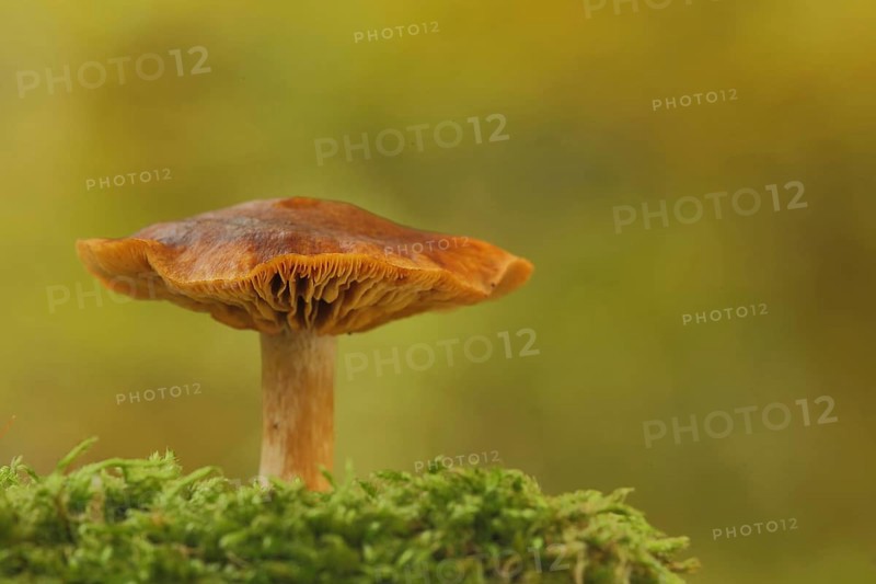 Orange-foxed roughhead