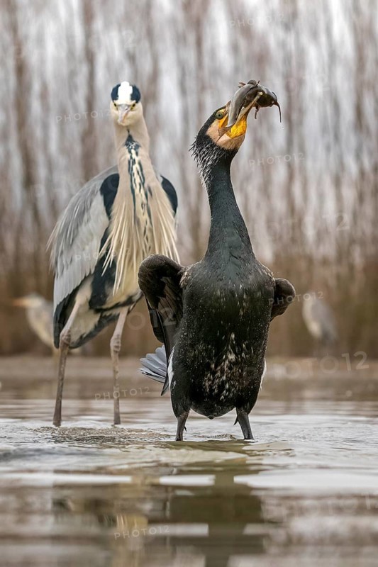 Great cormorant