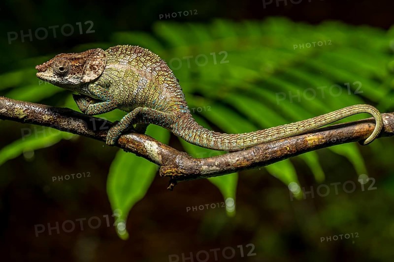 Cryptic chameleon