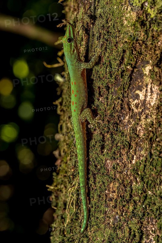 Day gecko