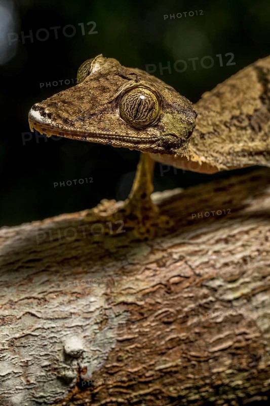 Giant flat-tailed gecko