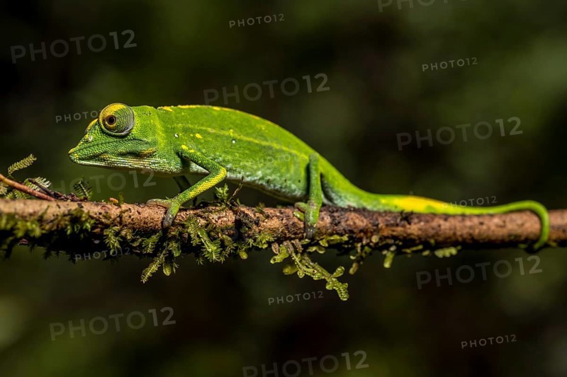 Marojejy chameleon
