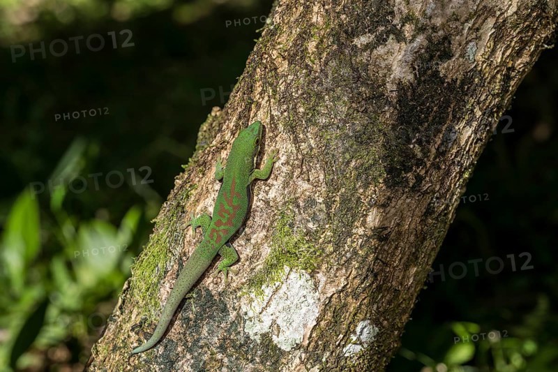 Striped day gecko