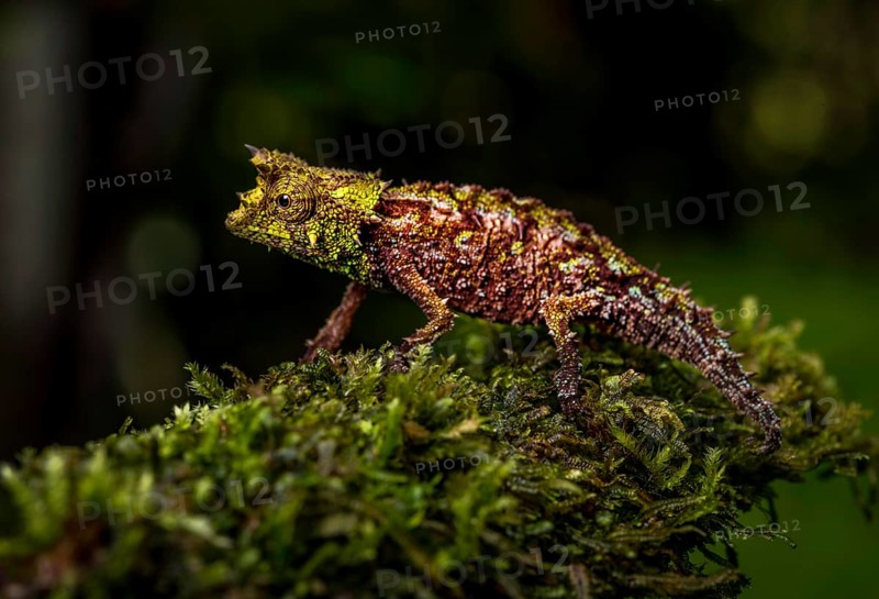 An earth chameleon