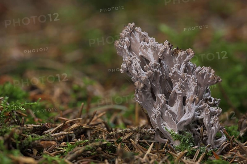 Grey coral