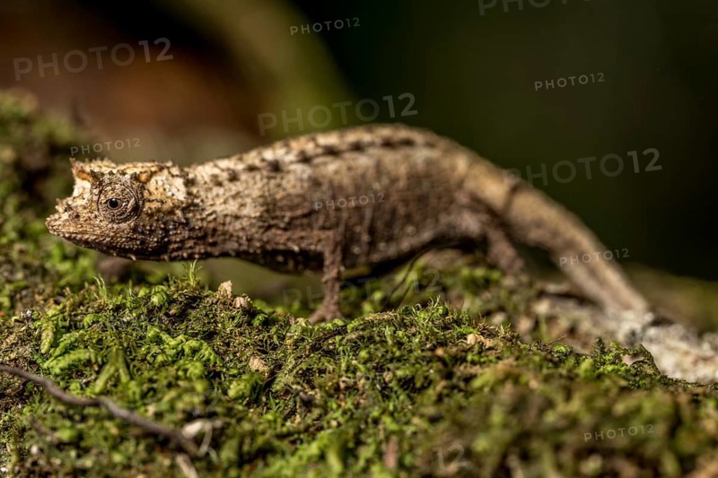 Earth chameleon