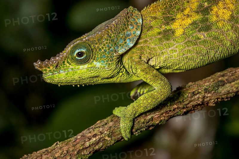 Malthes elephant-eared chameleon