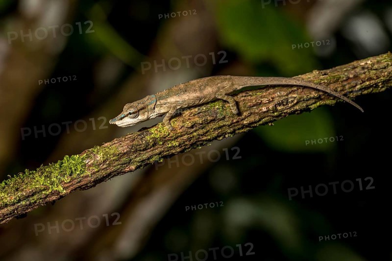 Uetz Vetchling Chameleon