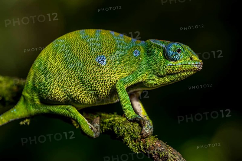 Petters petter's chameleon