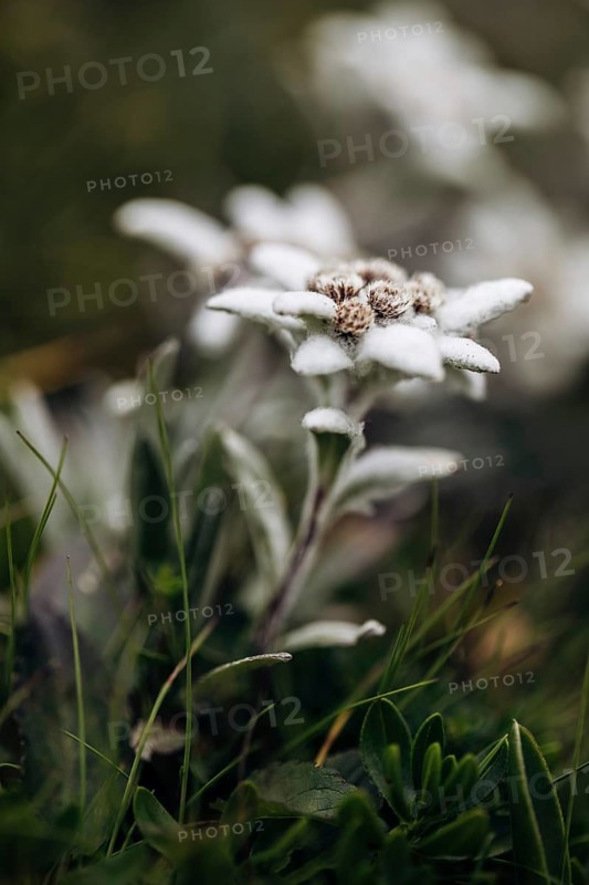 Alpine edelweiss
