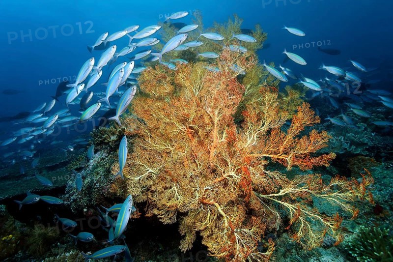 Shoal of goldband fusilier