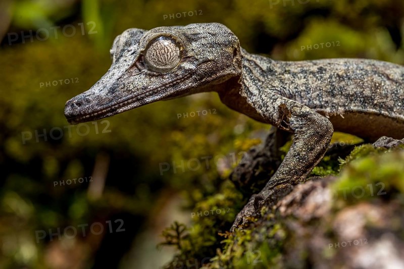 Giant leaf-tailed gecko