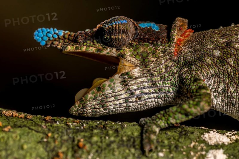 Blue-nosed Chameleon