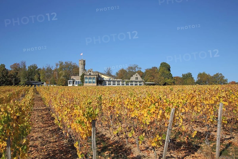 Schwarzenstein Castle in the vineyard