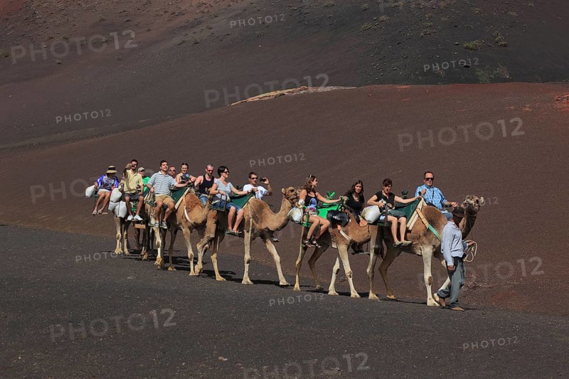 Dromedary Riding for Tourists in Timanfaya National Park