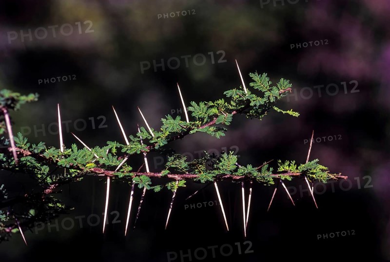 Medicinal plants Gum arabic tree