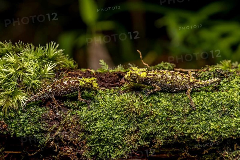 Variegated Earth Chameleon