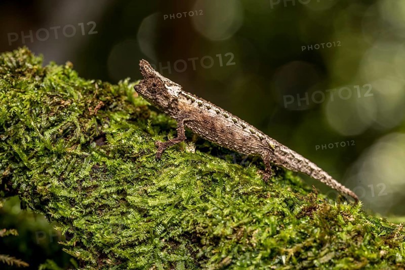 Marojejy Earth Chameleon