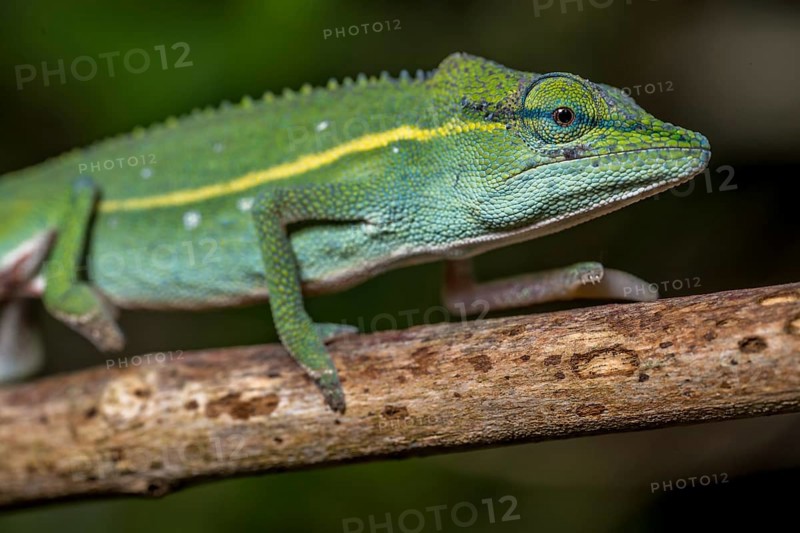 (Calumma guillaumeti), Marojejy National Park, Madagascar, Africa