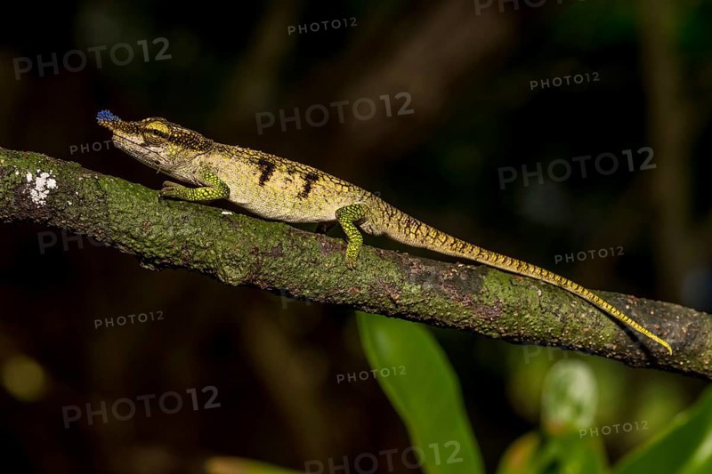 Blue-nosed Chameleon