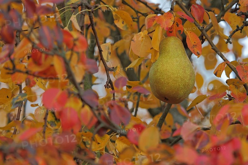European pear