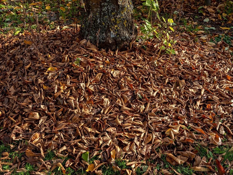 Autumn leaves and green shoots under a cherry tree in a garden