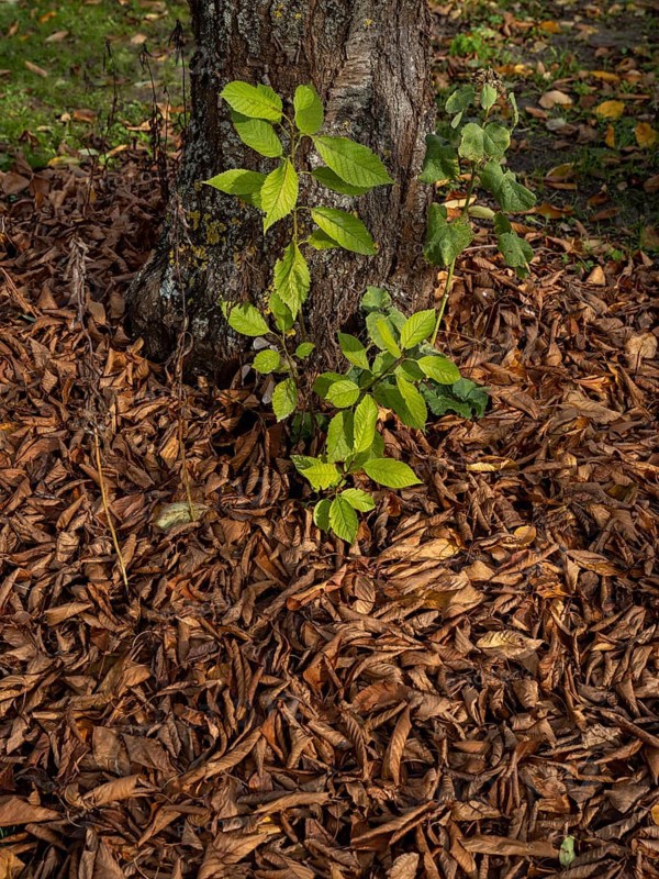 Autumn leaves and green shoots under a cherry tree in a garden