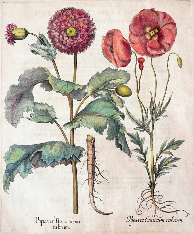 Opium poppy