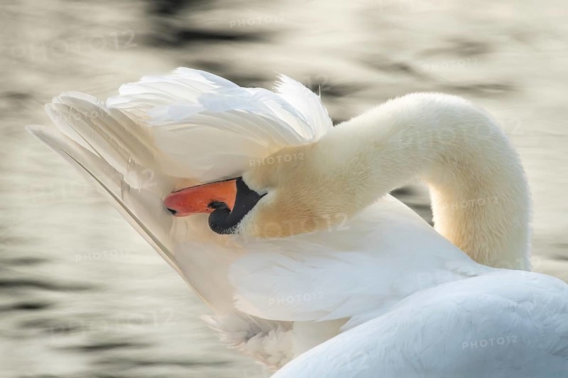Mute Swan