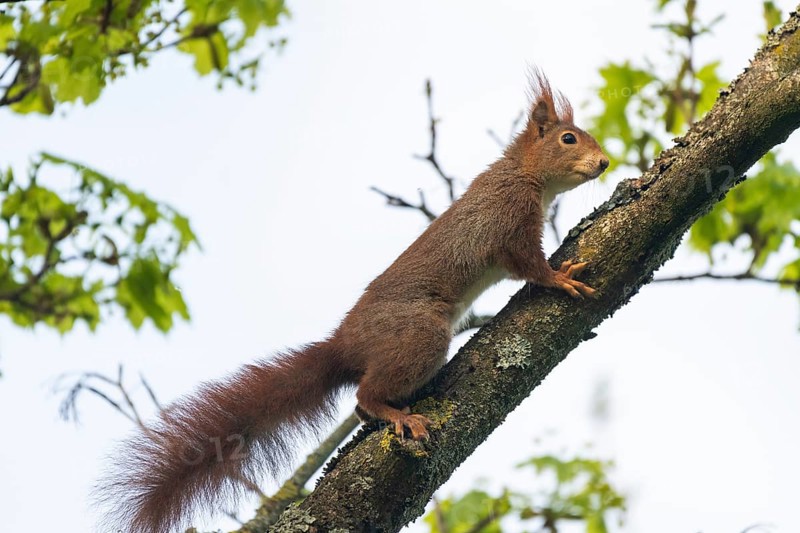 Eurasian red squirrel
