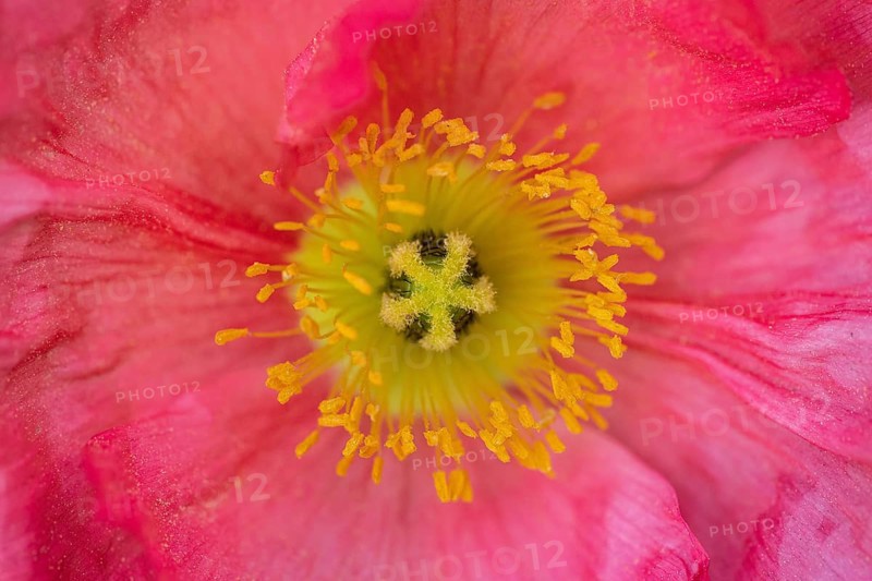 Poppy