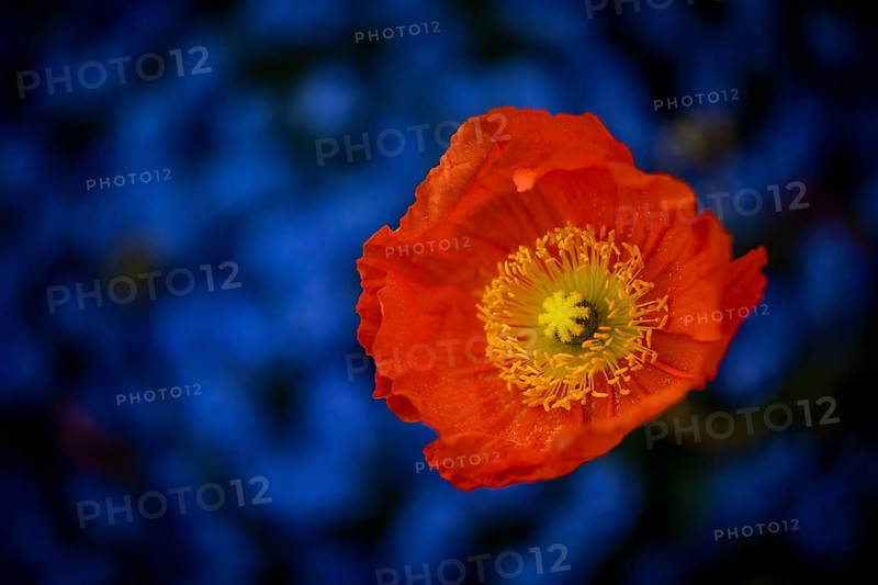 Poppy