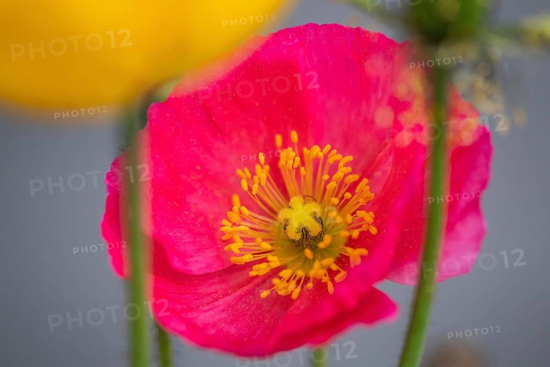Poppy