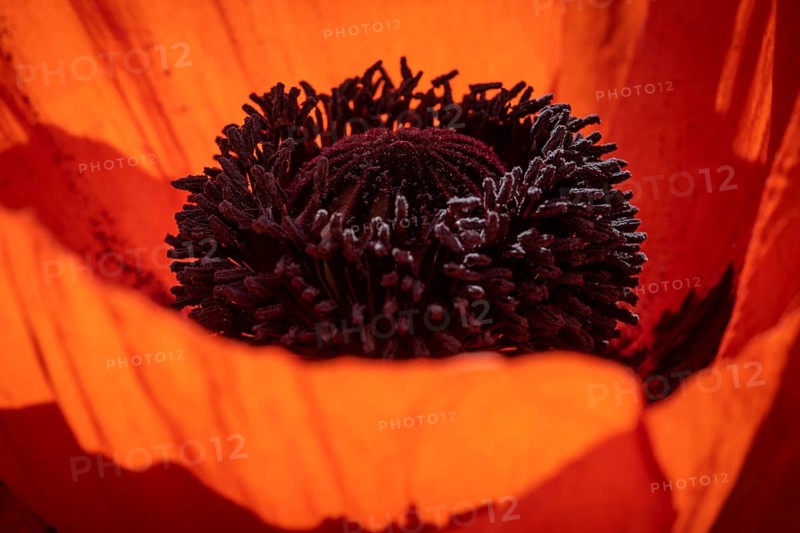 Oriental poppy