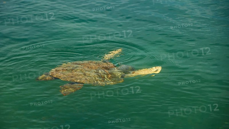 Swimming sea turtle