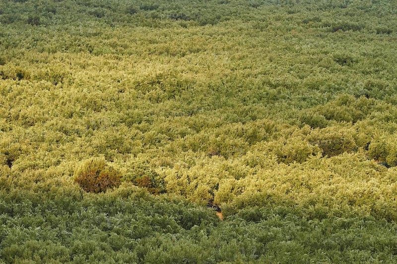 Dense olive grove from above