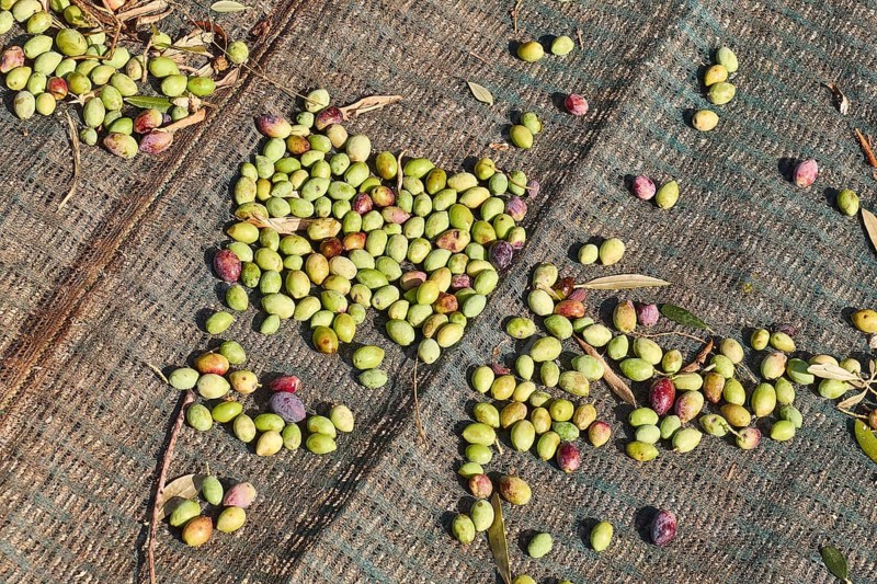 Olives