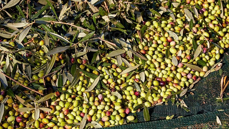 Olives