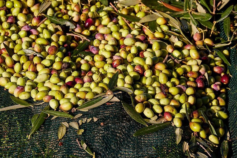 Olives