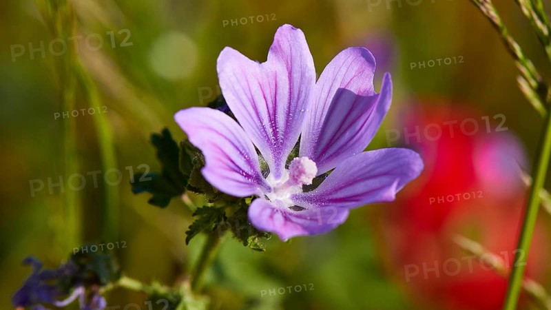 Macro shot