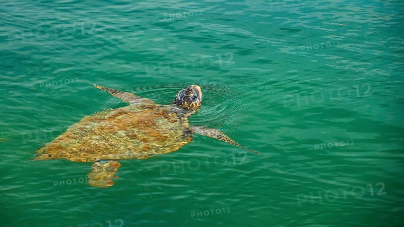 Swimming sea turtle