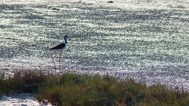 Curlew