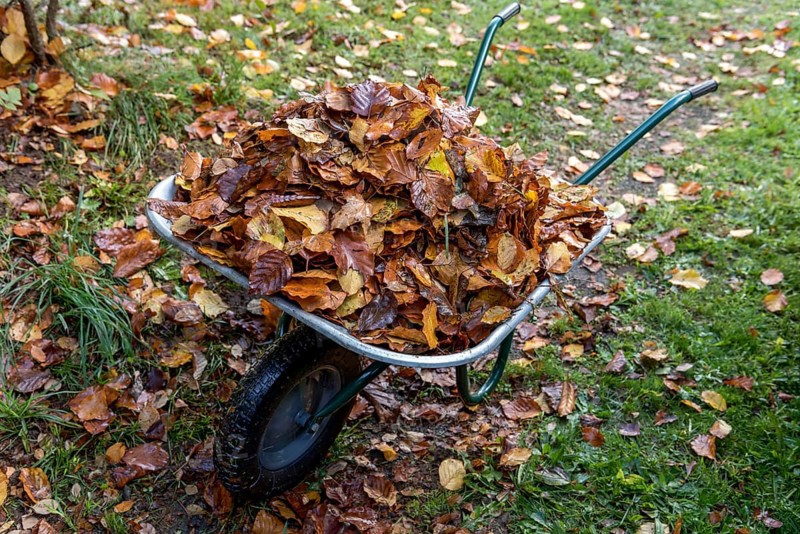 Autumn leaves in wheelbarrow in the garden