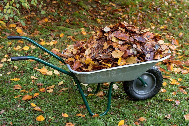 Autumn leaves in wheelbarrow in the garden