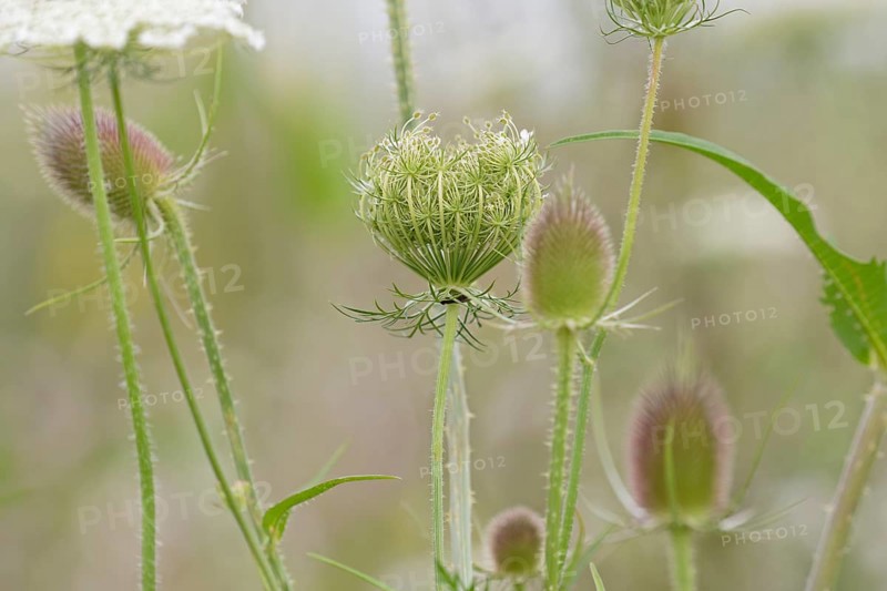 Wild carrot