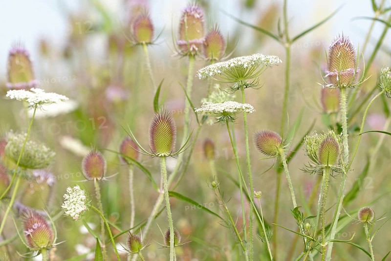 Flowering strips