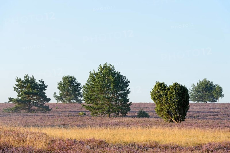 Heathland
